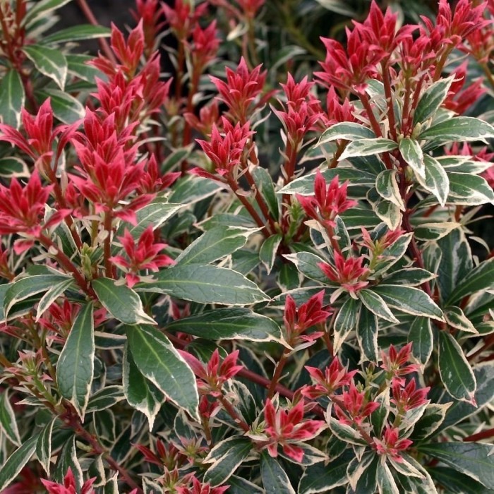 WINTER SALE - Pieris japonica Little Heath - Evergreen Lily of the Valley Shrub