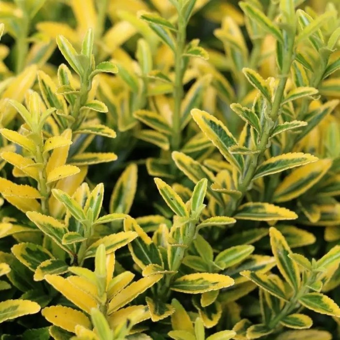 Euonymus japonicus microphyllus Aureo Gold