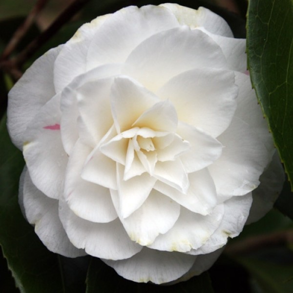 Buy Camellia plants | Camellia shrubs online for UK delivery