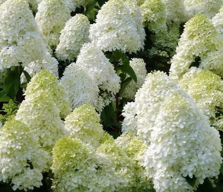 Image of Polar Bear hydrangea