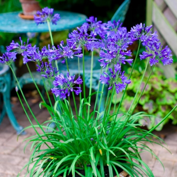 Agapanthus Brilliant Blue - Hardy Blue Nile Lily