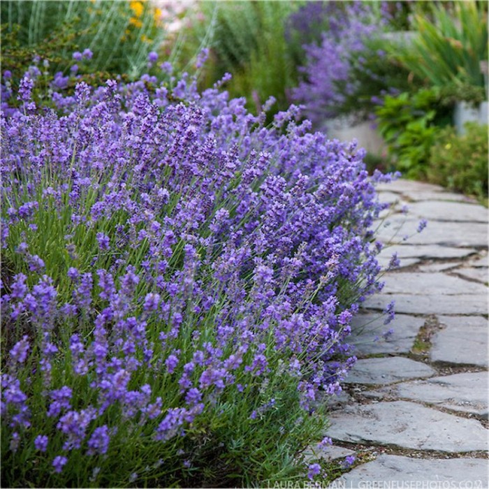 Munstead English Lavender - Lavandula angustifolia 'Munstead'