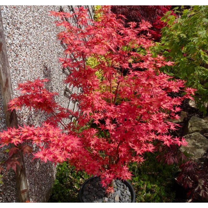 Acer Momoiro Koyasan - LARGE SPECIMEN 120-150cm Japanese Maple