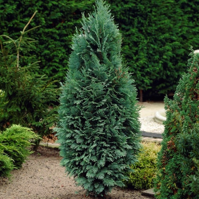 Chamaecyparis lawsonia 'Columnaris' Glauca - 80-100cm Steel Blue ...