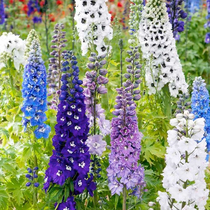 Delphinium Magical Collection - Pack of FIVE