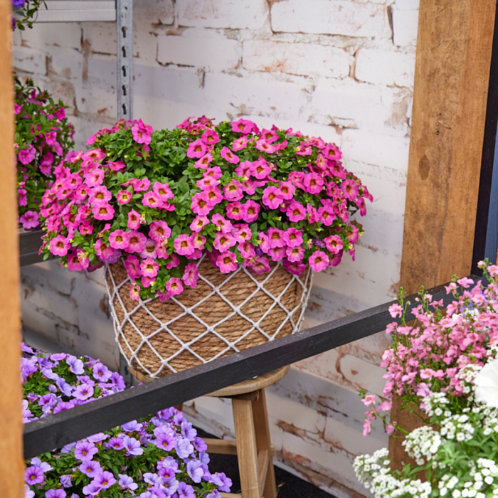 Calibrachoa Ombre 'Pink' - Pack of SIX Potted Plants