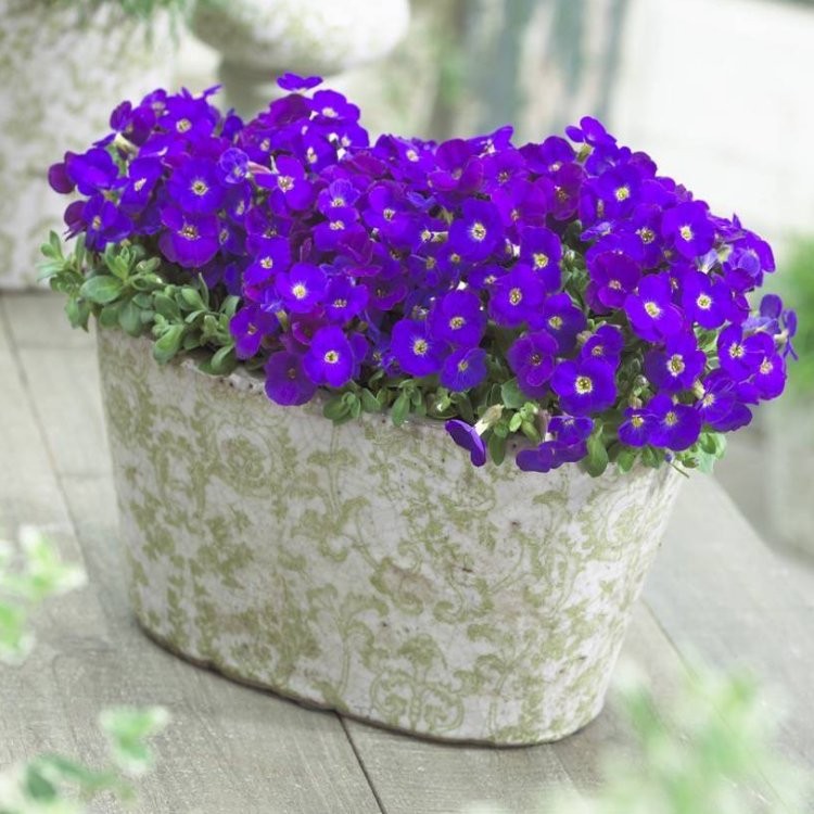 Aubretia gracilis Kitte Blue