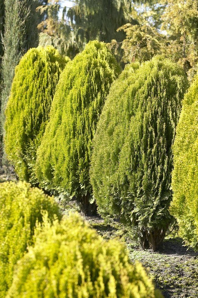 Thuja orientalis aurea nana (Platycladus)