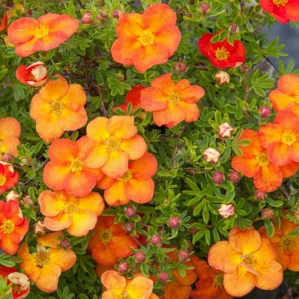 Potentilla shrubs for sale | Buy Potentilla plants UK delivery