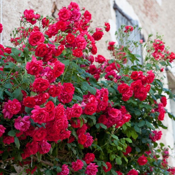 Page 2 | Climbing Roses for Sale UK | Gardening Express