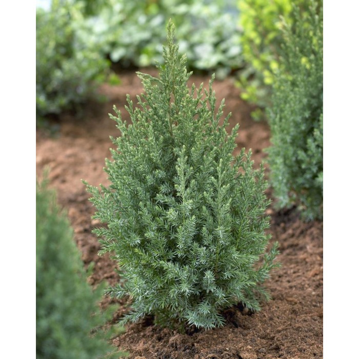 Juniperus chinensis Stricta - Dwarf Slow Growing Conifer - LARGE