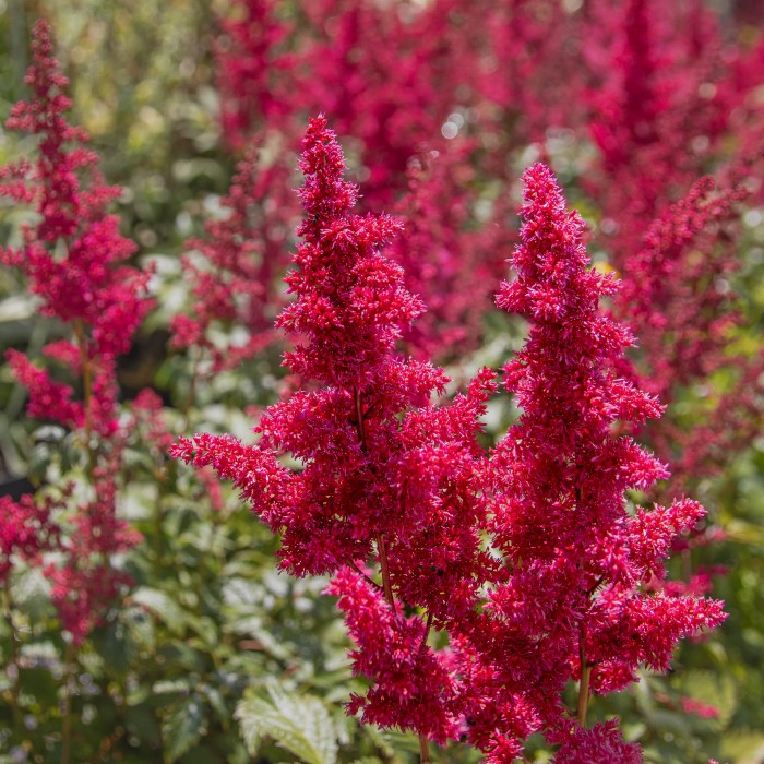 Astilbe Fanal - False Goats Beard