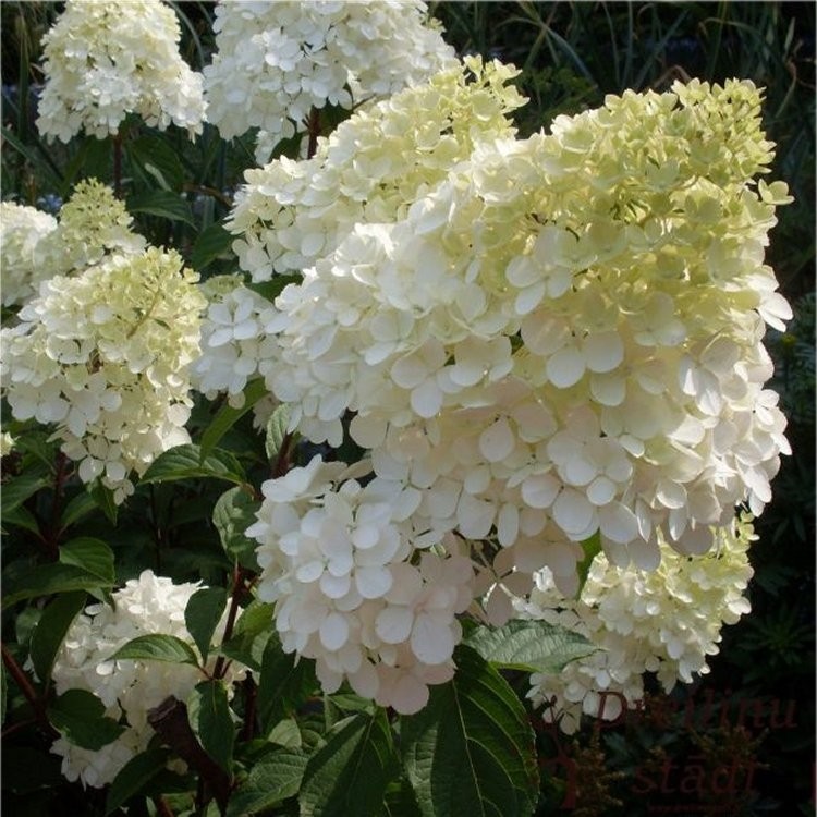 Hydrangea paniculata Candlelight