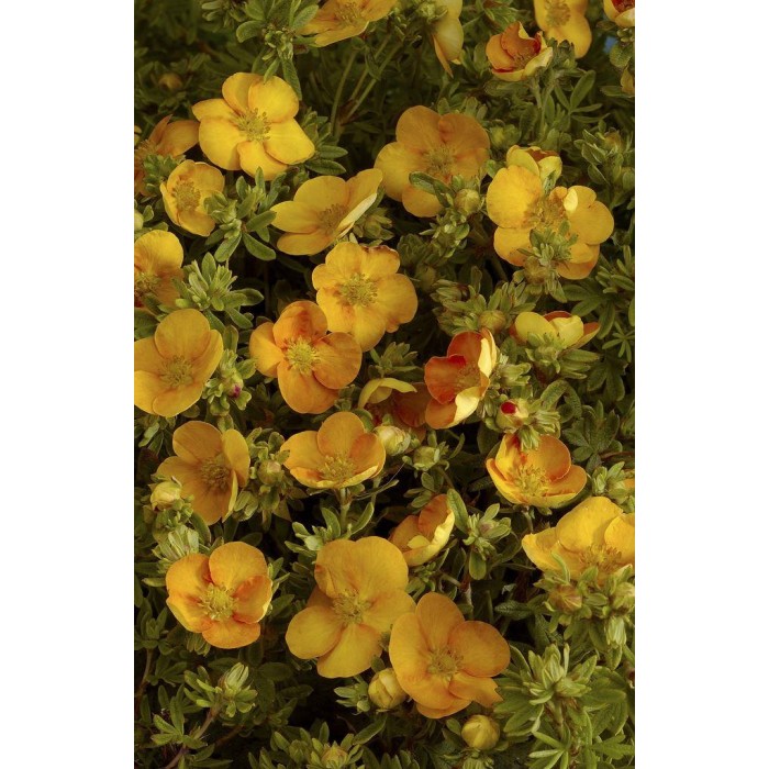 Potentilla Fruticosa 'Tangerine' - Shrubby Cinquefoil