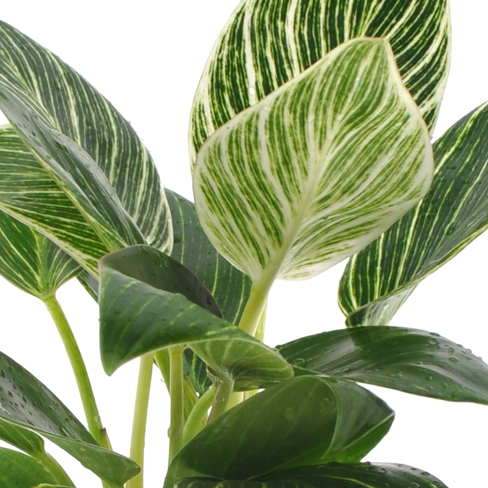 Philodendron White Wave - Birkin Plant