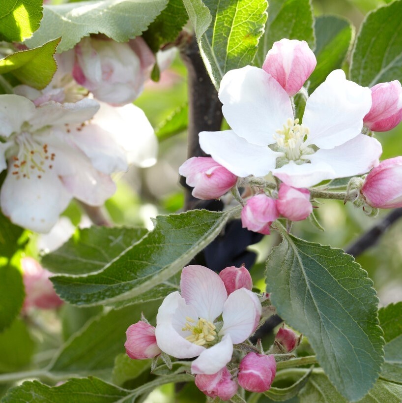 Patio Fruit Tree - Malus Cox's Orange Pippin - Apple Tree