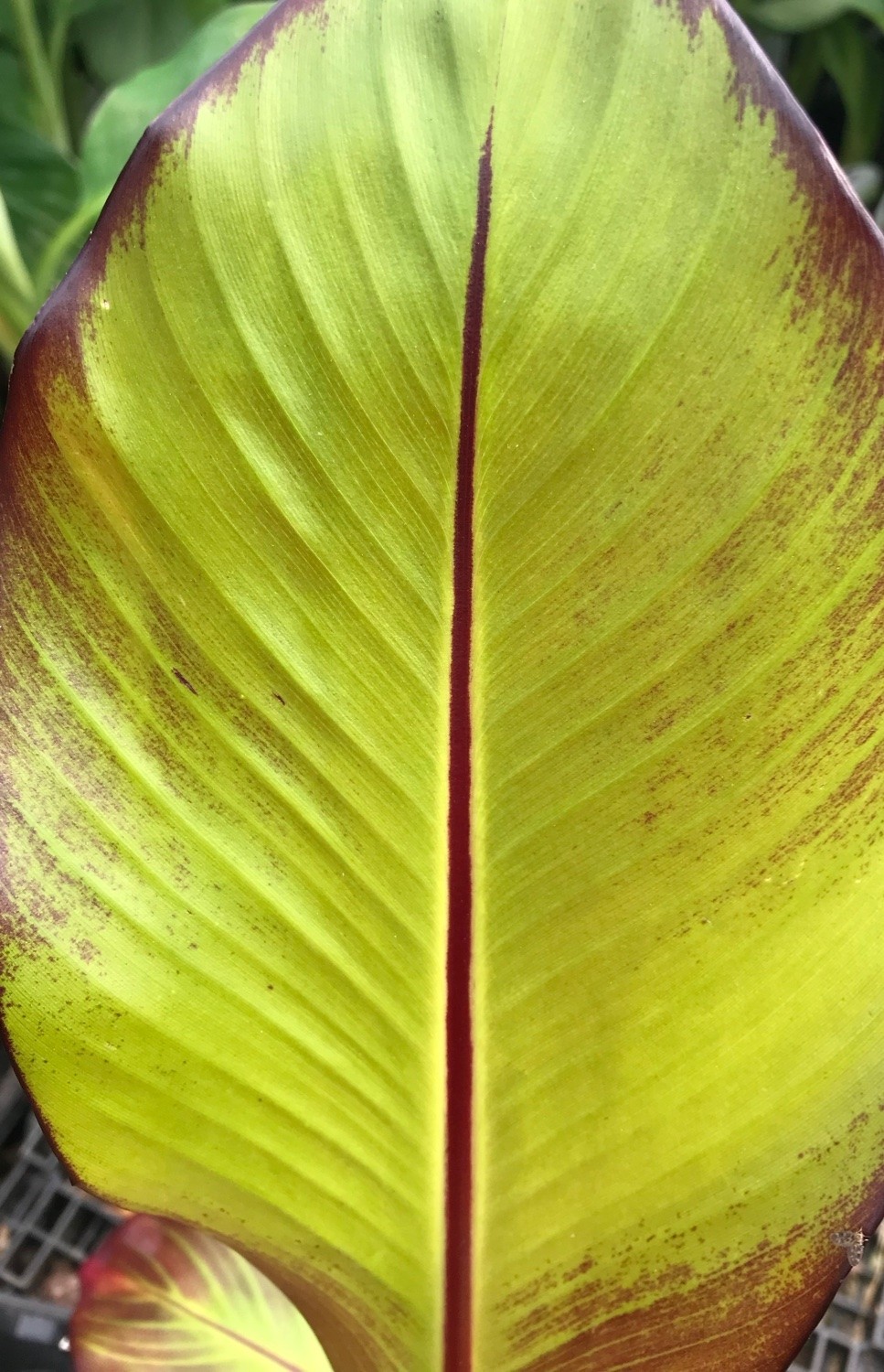 Musa Red Abyssinian Banana Ensete Ventricosum Maurelli Large 9116