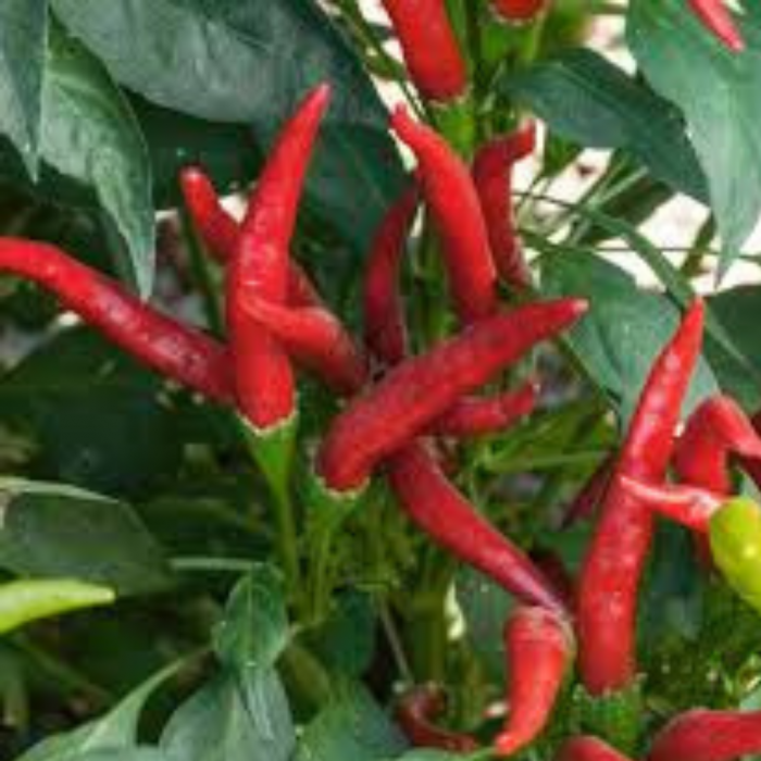 Chilli Pepper - Thai Dragon