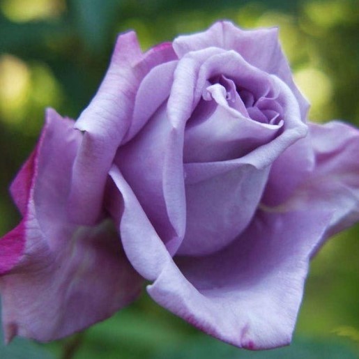 Rose Climbing Blue Moon - Climbing Rose