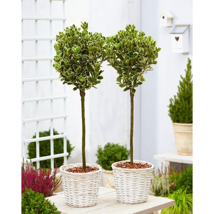 Pair of Euonymus Bravo - Silver Variegated Evergreen Standard Topiary Trees