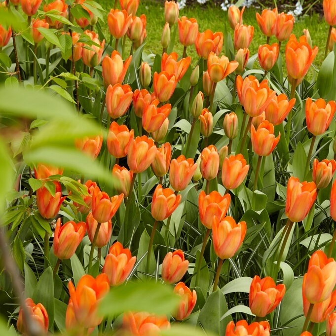 Tulip Orange Emperor - Pack of 10