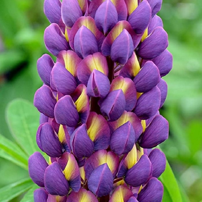 Lupinus West Country Lupins Magic Lantern