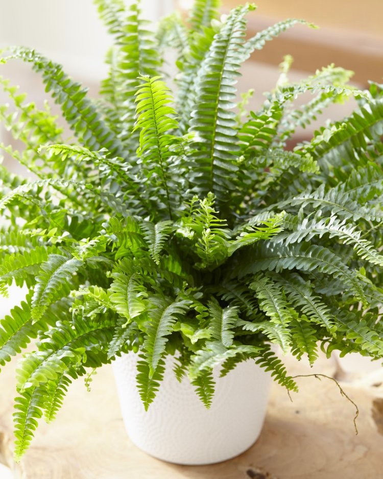 Nephrolepis Boston Fern - LARGE Plant with contemporary white pot