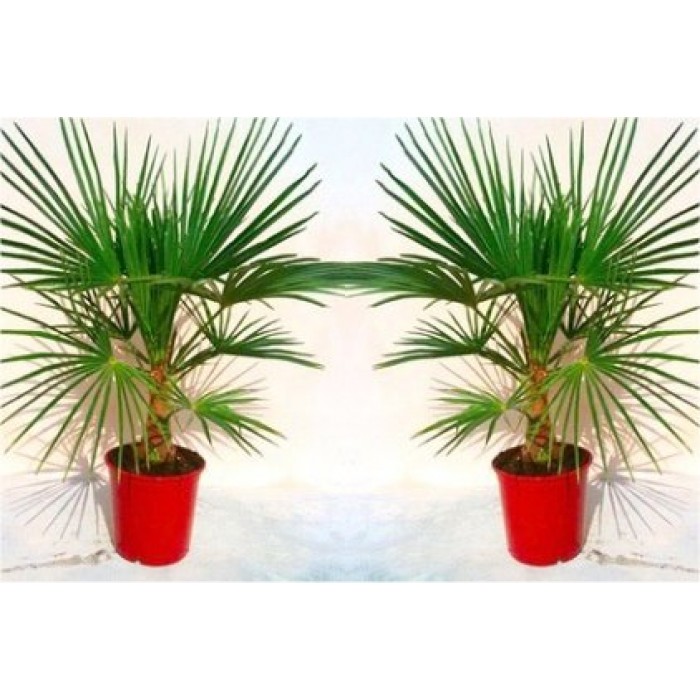 PAIR of Large Trachycarpus fortunei - Giant Windmill Fan Palm - LARGE ...