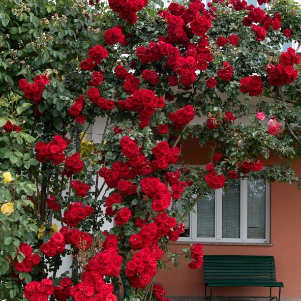 Large 6-7ft Climbing Rose Amadeus