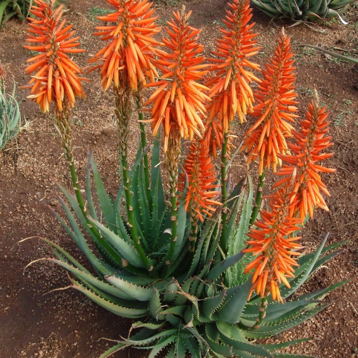 Aloe Safari Sunrise 2738