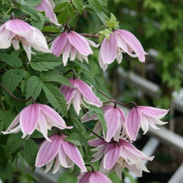 Clematis koreana Amber