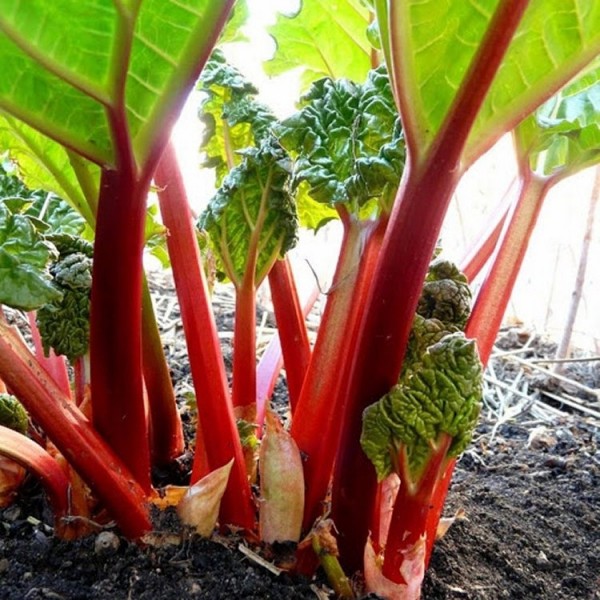 Rhubarb Plants