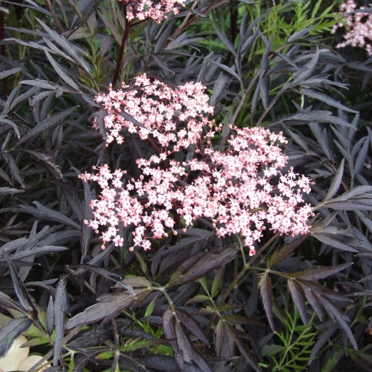 12+ Black Lace Plant