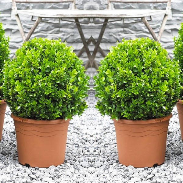 Gardening Express - Buxus