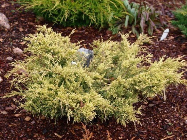 Juniperus × pfitzeriana 'Sulphur Spray'