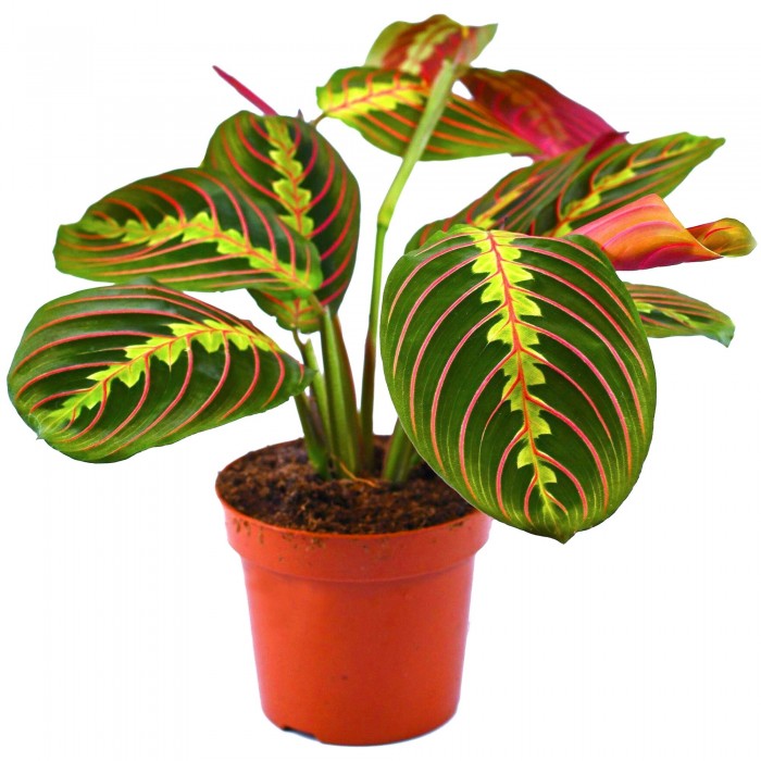 Maranta Fascinator - Prayer Plant