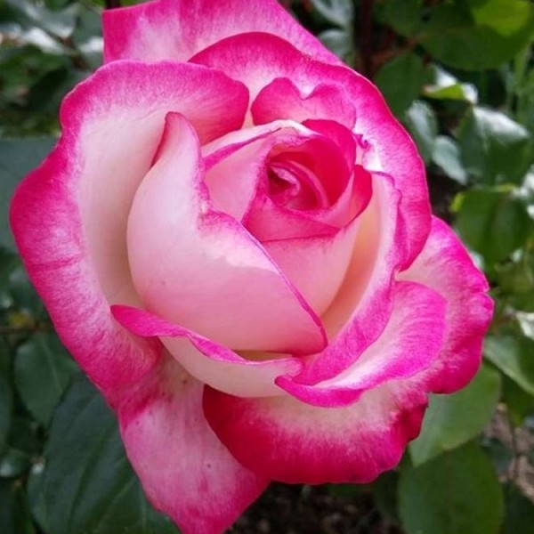 Rose Trees - Patio Standard Rose Trees - Gardening Express