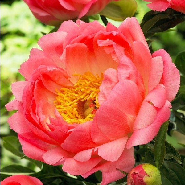 Peony plants for sale UK | Peonies | Paeonia