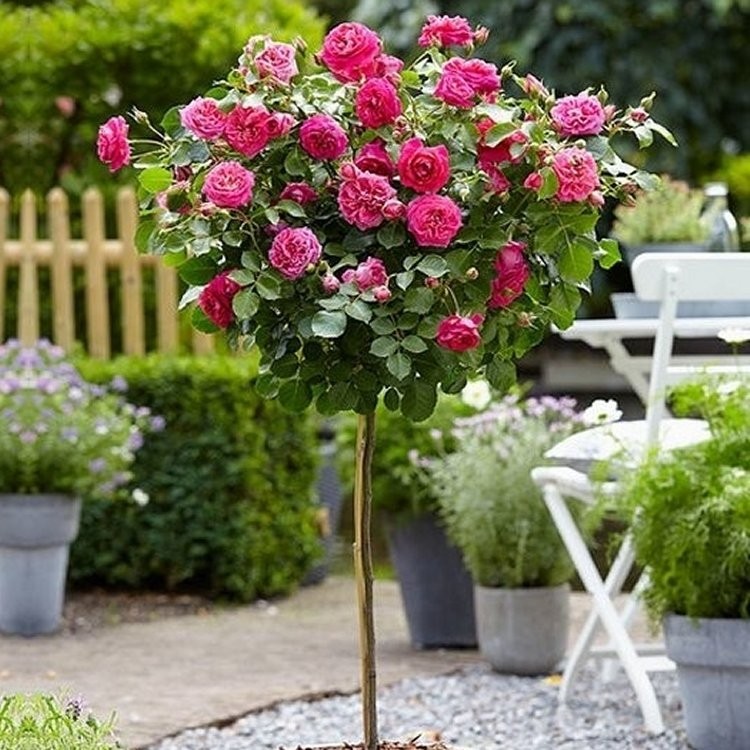 Large Standard PINK Rose Tree 'Carla' - circa 150cms tall