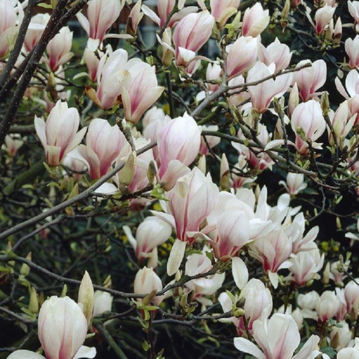 Magnolia Soulangeana - Large Specimen Plant