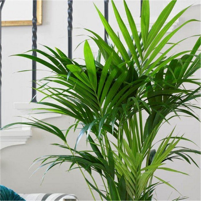 Howea forsteriana - KENTIA PALM - The best palm for indoors - 100cm ...