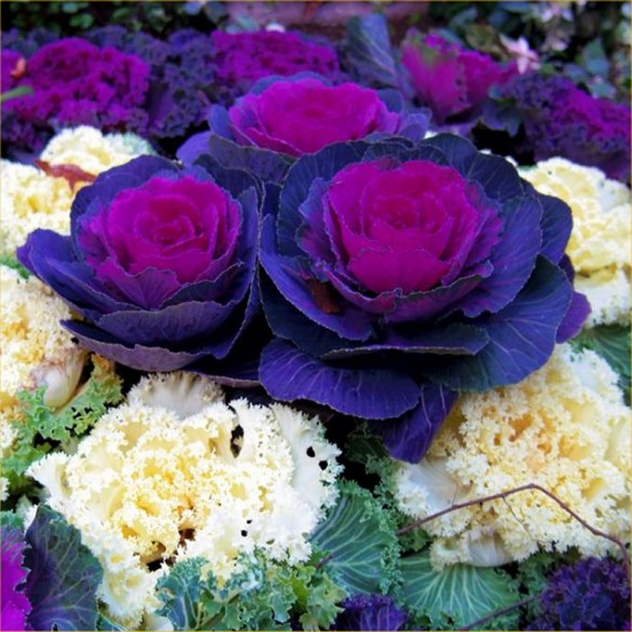 Ornamental Brassica Cabbage - Purple