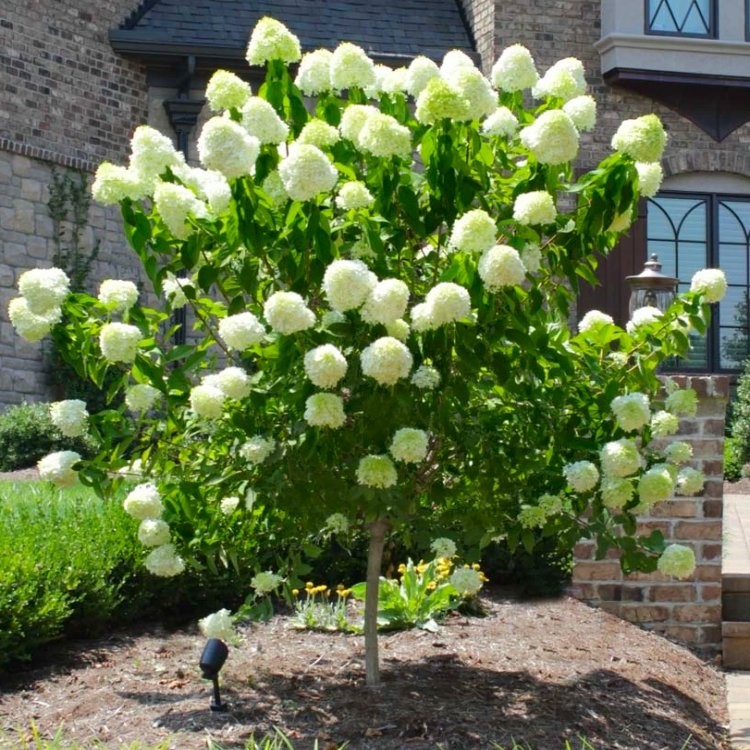 Hydrangea Limelight - 150-180cm Lollipop Standard Tree