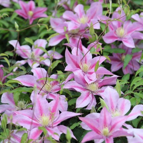 Page 2 | Clematis plants UK | Buy flowering clematis | Gardening Express