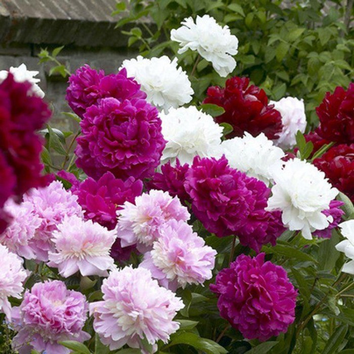 Peony Plants MEGA PACK - Exotic Looking Fragrant Garden Peony Plants ...