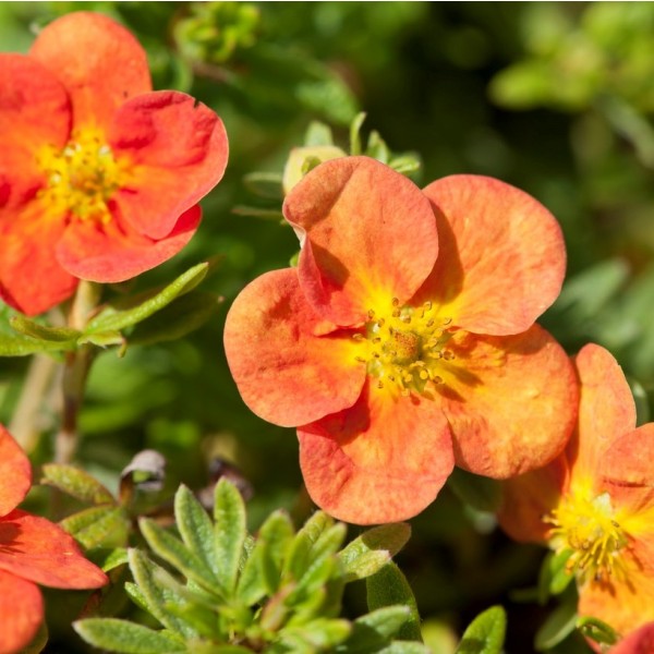 Potentilla Shrubs For Sale | Buy Potentilla Plants UK Delivery