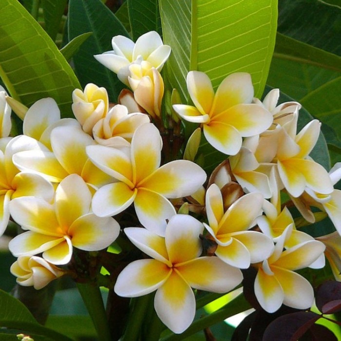 Plumeria Tropical Hawaii - Franchipani Temple Tree