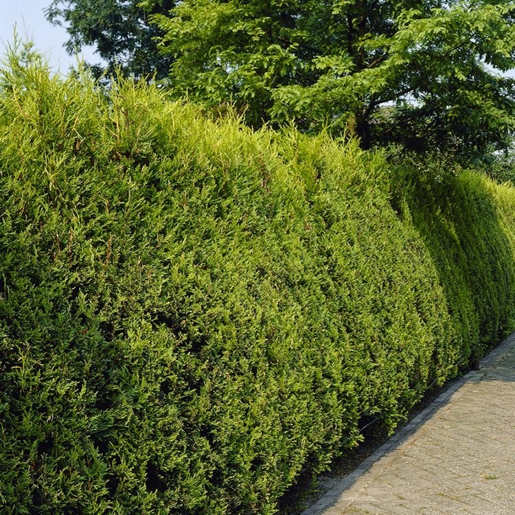 Gold Leylandii - Castlewellan Gold Leyland Cypress - Cuprocyparis ...