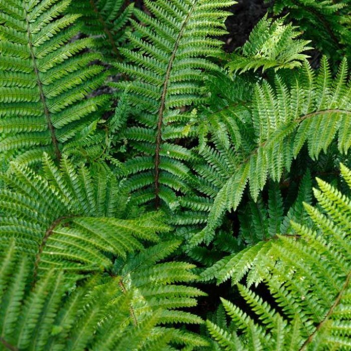 Polystichum aculeatum - Hard Shield Fern