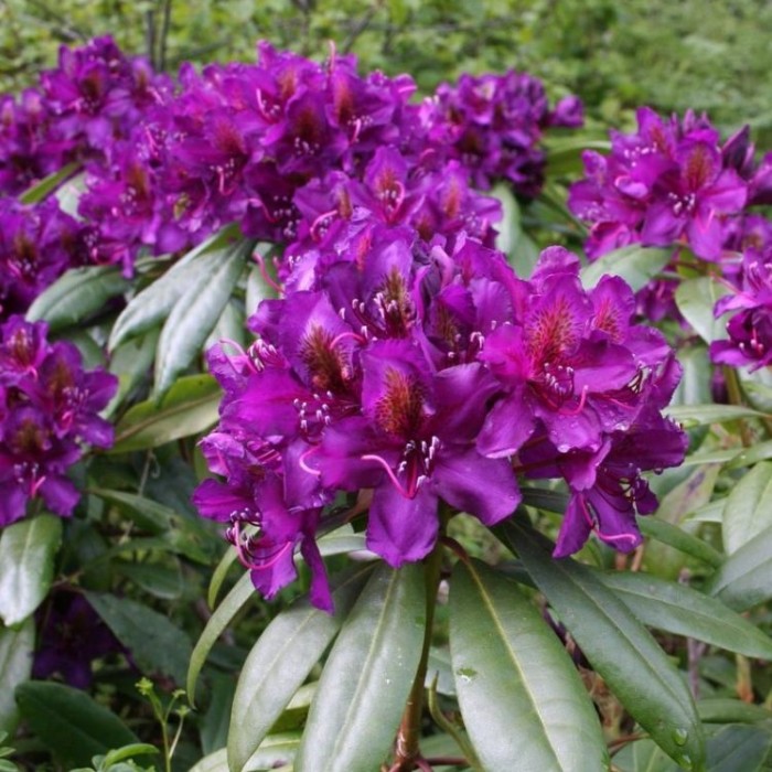 Rhododendron ‘Marcel Menard’ - Deep Purple Rhododendron